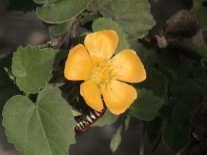 abutilon-1