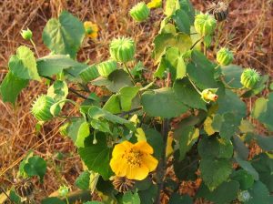 abutilon-2