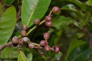 bachanania-arborescens-1