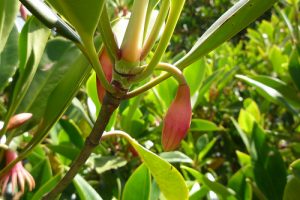 bruguiera-gymnorhiza_03